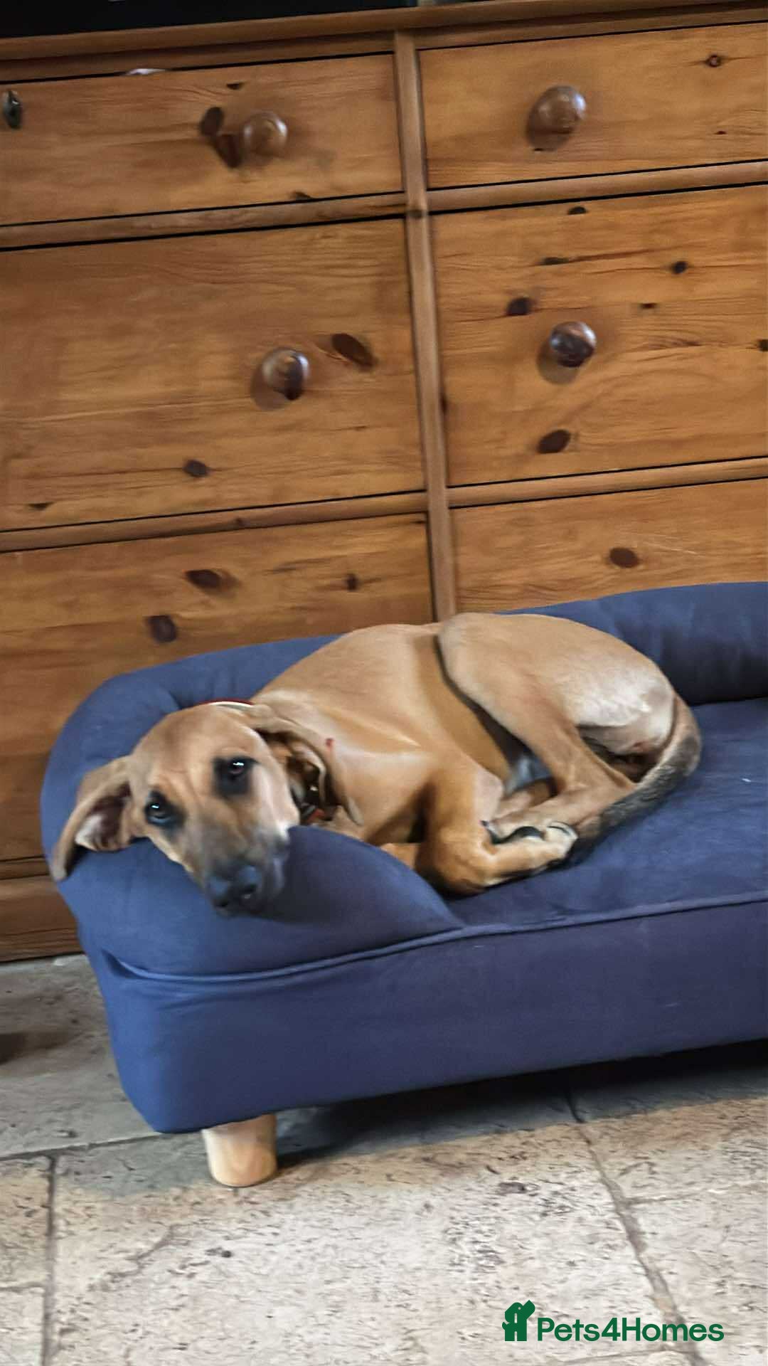 Mixed Breed dogs for adoption: Loveable Cher, is 5 months old - Image 1