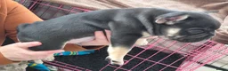 French Bulldog dogs for sale: FRENCH BULLDOGS  in Coalville - Advert 9