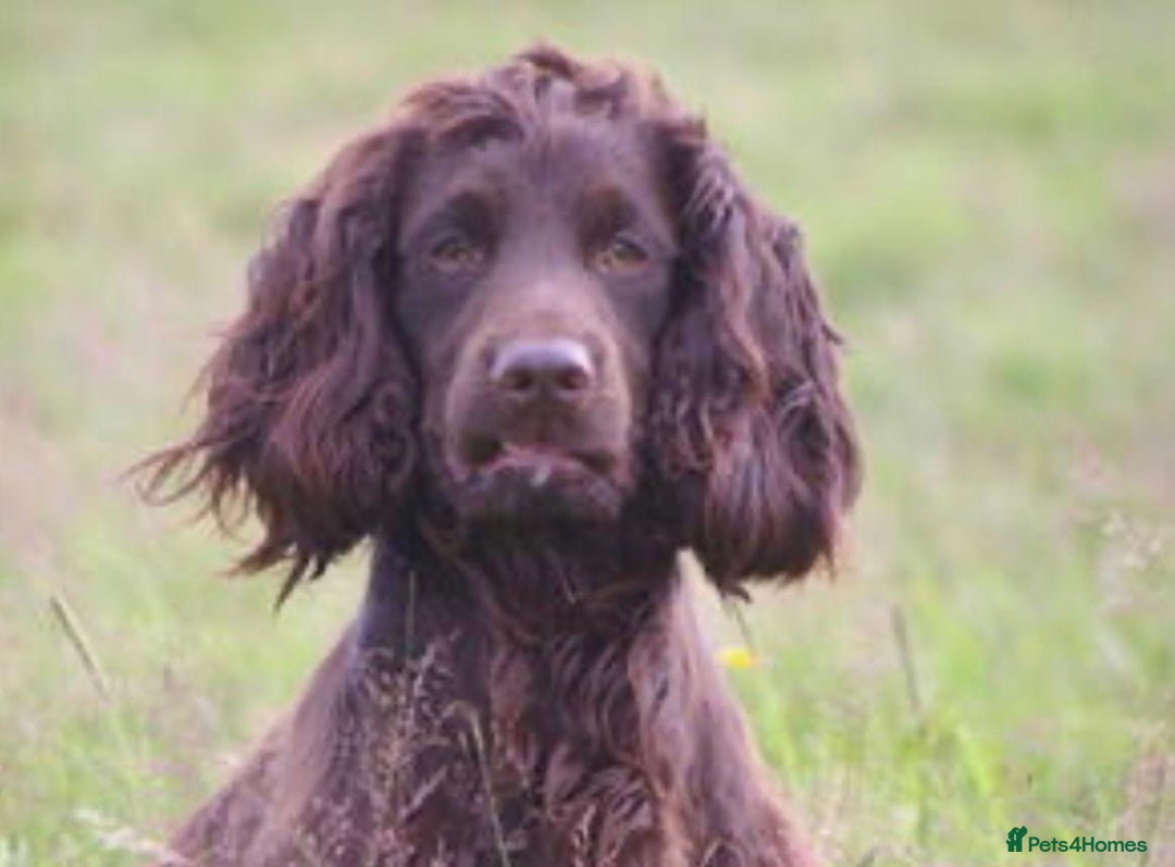 Cocker Spaniel dogs for sale: 4 months old working cocker spaniel - Image 12