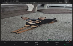 Chihuahua dogs for sale: Chihuahua boys - Image 3
