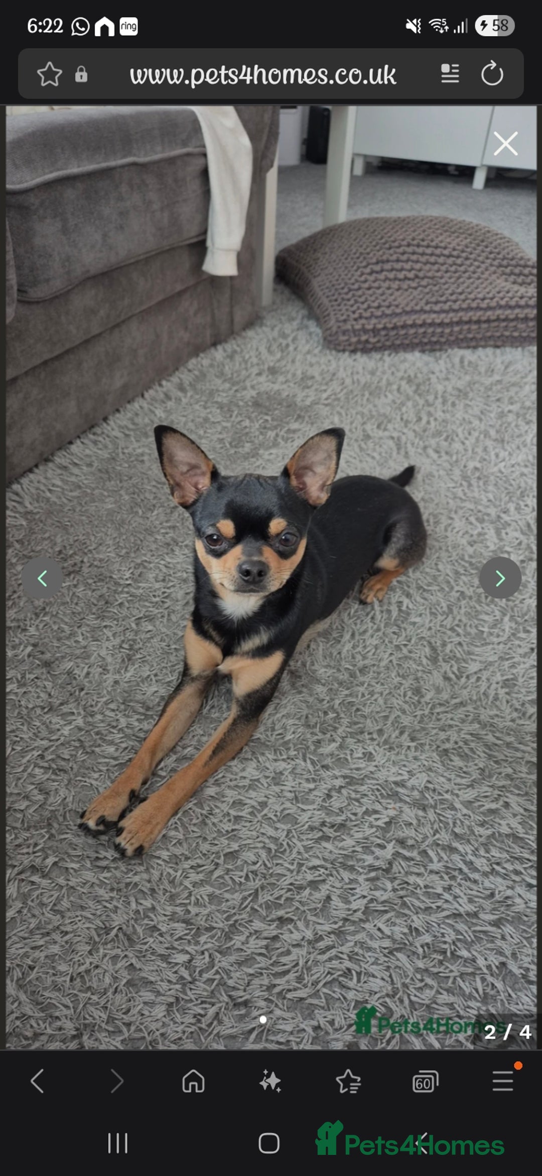 Chihuahua dogs for sale: Chihuahua boys - Image 3