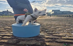 West Highland Terrier dogs for stud: Stud.. in Greenock - Image 27