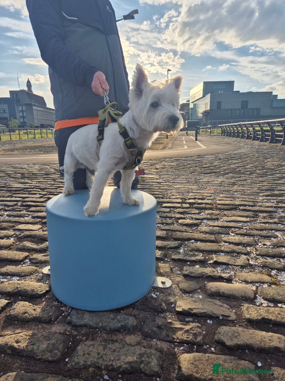 West Highland Terrier dogs for stud: Stud.. in Greenock - Image 27