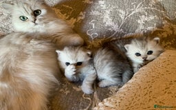 Persian cats for sale: Doll faced Persian kittens - Image 11