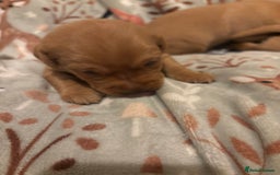 Labrador Retriever dogs for sale: Plump little Red Labrador Puppies! - Image 25