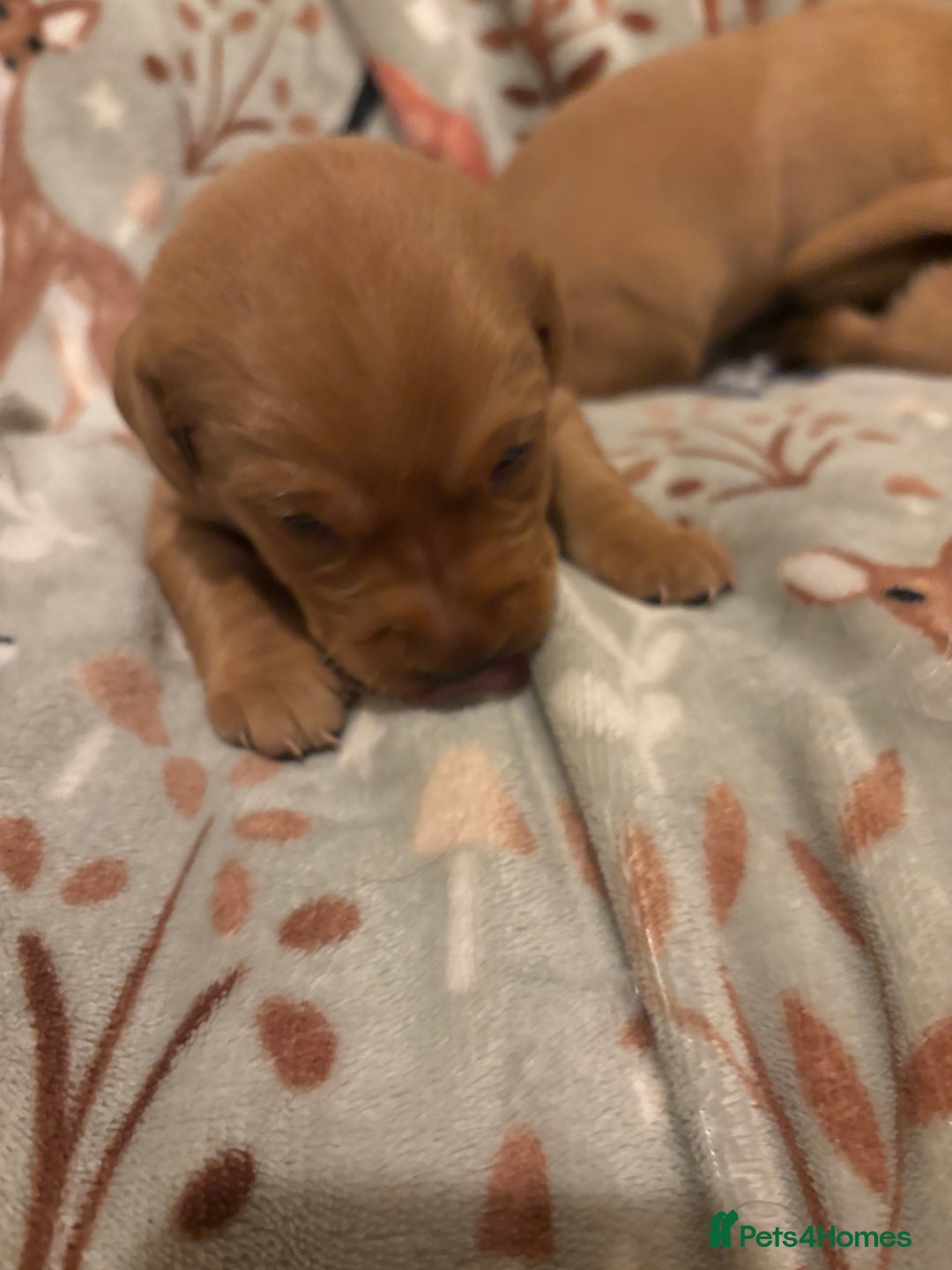 Labrador Retriever dogs for sale: Plump little Red Labrador Puppies! - Image 25