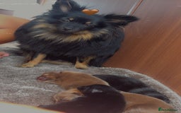 Pomeranian dogs for sale: Pomeranian puppies - Image 5