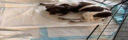 English Springer Spaniel dogs for sale: 1 working English springer spaniels - Advert 19