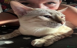 Bengal cats for stud: Beautiful bengal for stud in Hull - Image 4