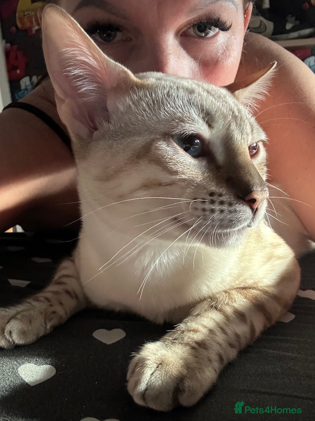 Bengal cats for stud: Beautiful bengal for stud in Hull - Image 4