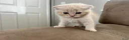 Scottish Fold cats for sale: PUREBRED Scottish fold kittens  - Advert 17