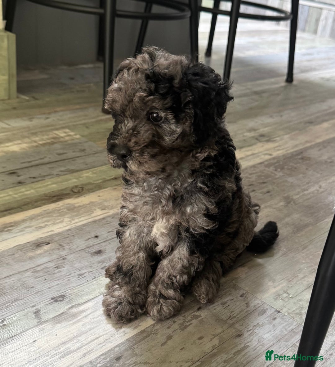 Cavapoochon dogs for sale: F1b Cavapoochon  - Image 38