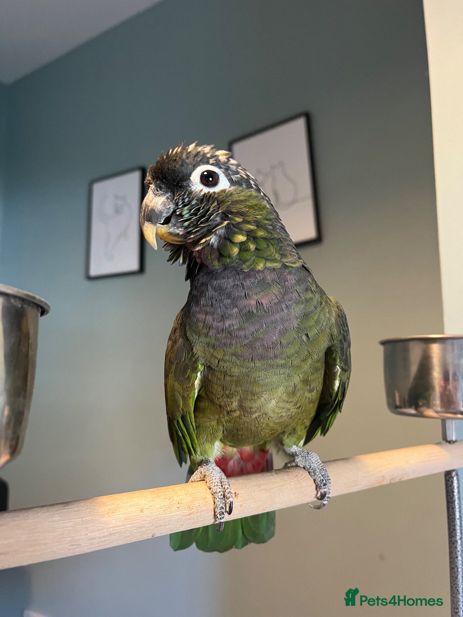 Parrots birds Beautiful Maximillian Pionus Parrot - Advert 2