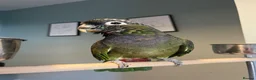 Parrots birds for sale: Beautiful Maximillian Pionus Parrot - Advert 1