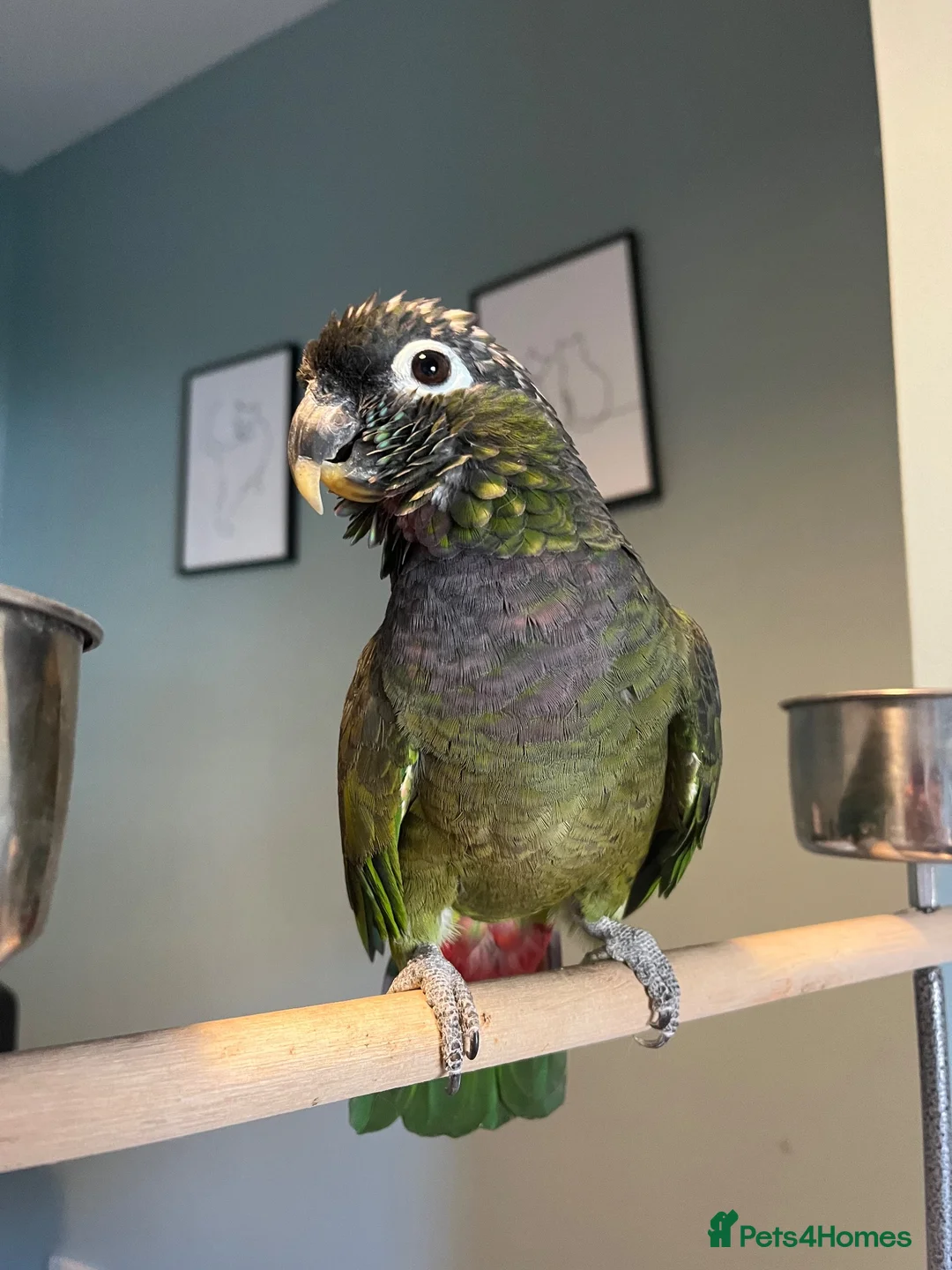 Parrots birds for sale: Beautiful Maximillian Pionus Parrot - Advert 1