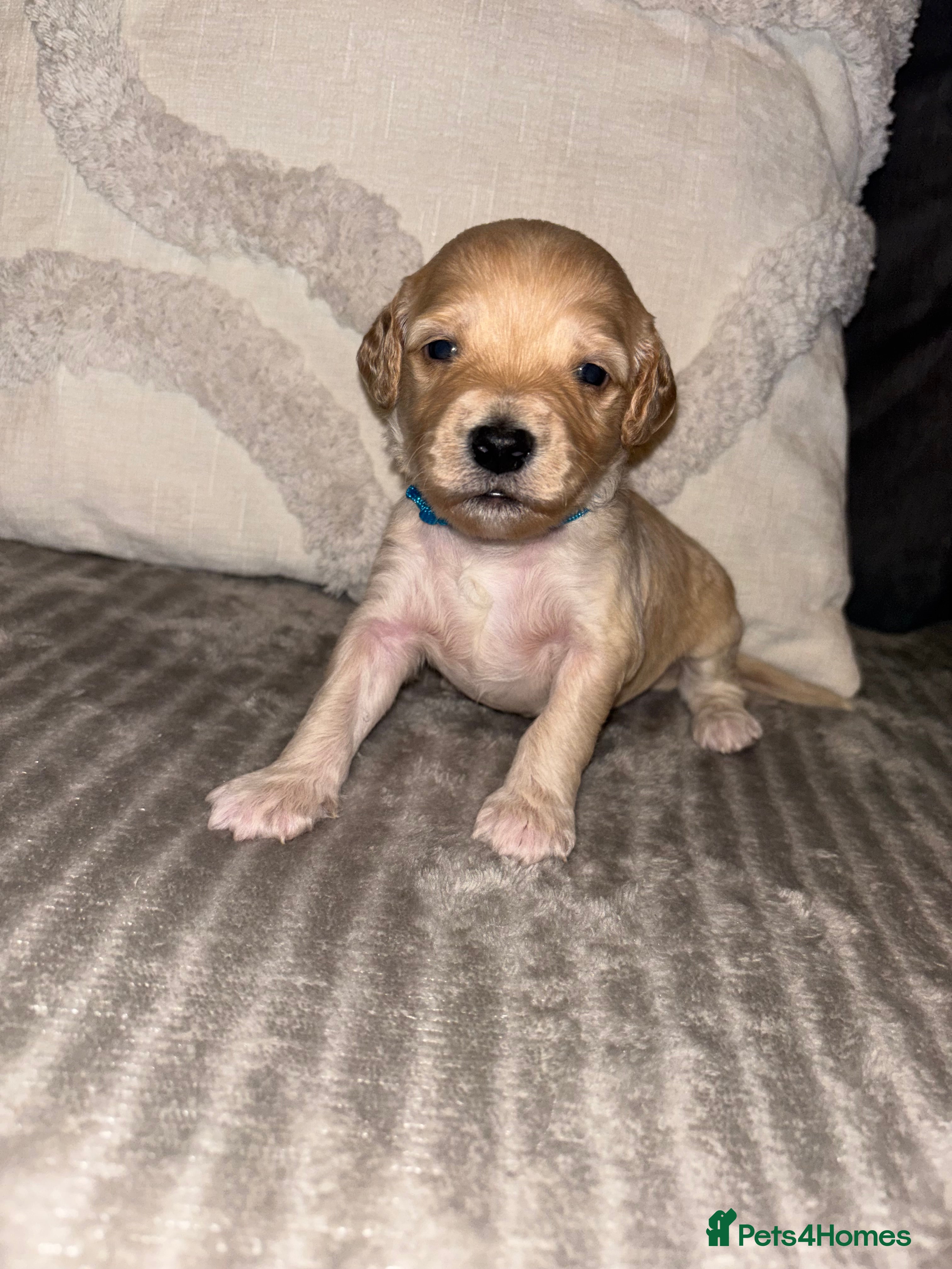 Cockapoo dogs Cockapoo’s *1 boy left* - Advert 3