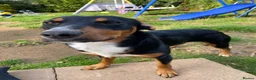 Mixed Breed dogs for sale: Milo kelpie spaniel mix - Advert 4