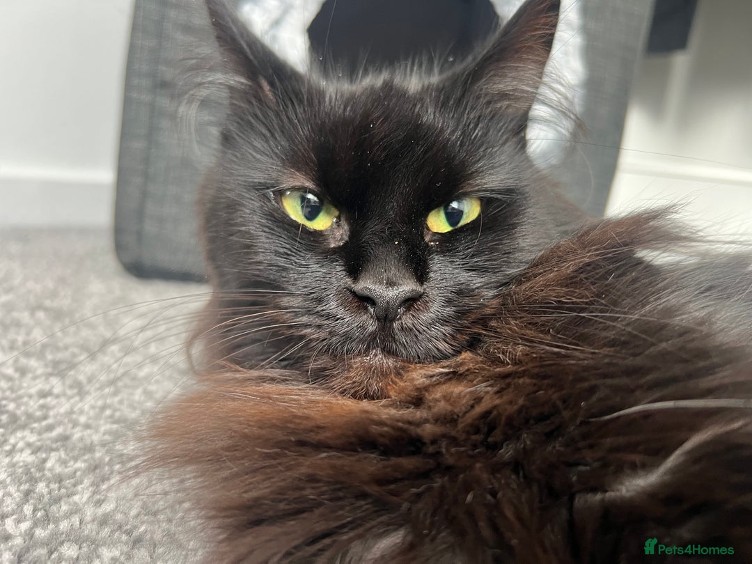 Maine Coon cats for sale: Maine coon girl  - Image 5