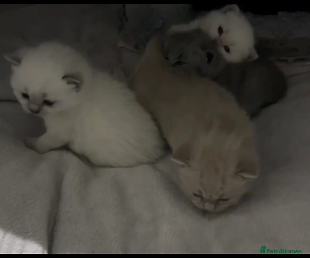 British Shorthair cats for stud: 🐈‍⬛ GIZZY THE STUD 🐈‍⬛ GCCF AND TICA REGISTERED  in Solihull - Advert 29