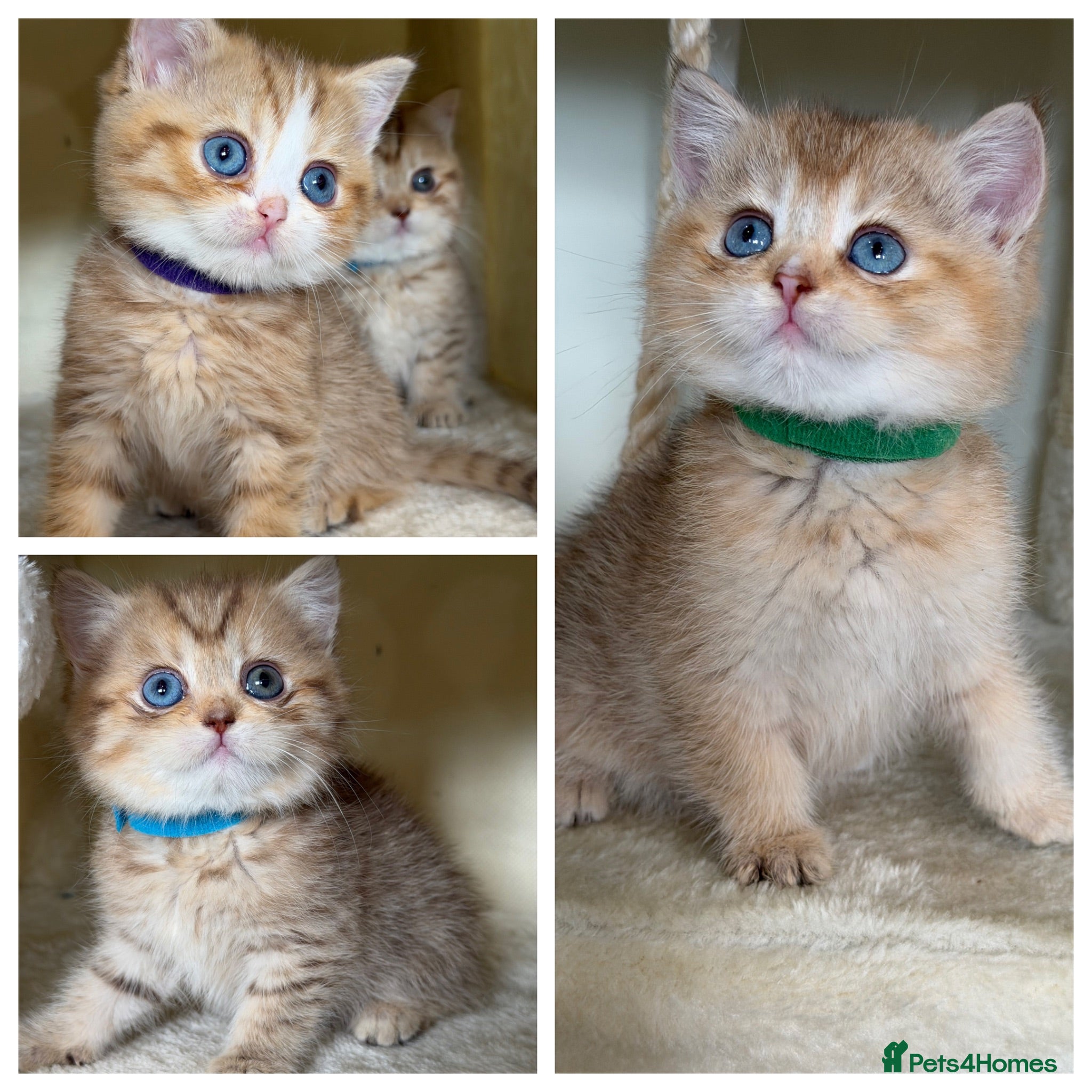 British Shorthair cats British sh odd/blue eyed adorable kittens GCCF  - Advert 10