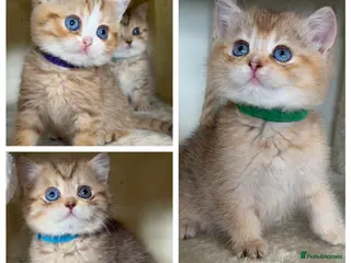 British Shorthair cats British sh odd/blue eyed adorable kittens GCCF - Advert 2