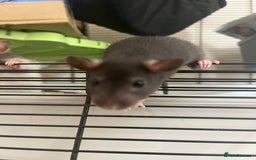 Rat rodents for sale: 3 female rats (baby) - Image 3