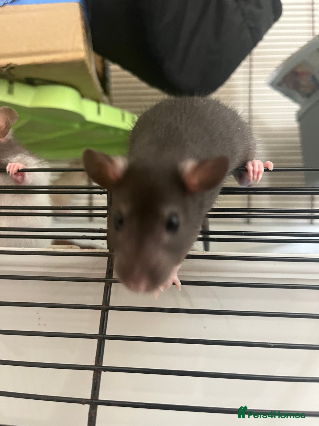 Rat rodents for sale: 3 female rats (baby) - Image 3