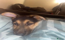 German Shepherd dogs for sale: 3 month old German shepherd  - Advert 3
