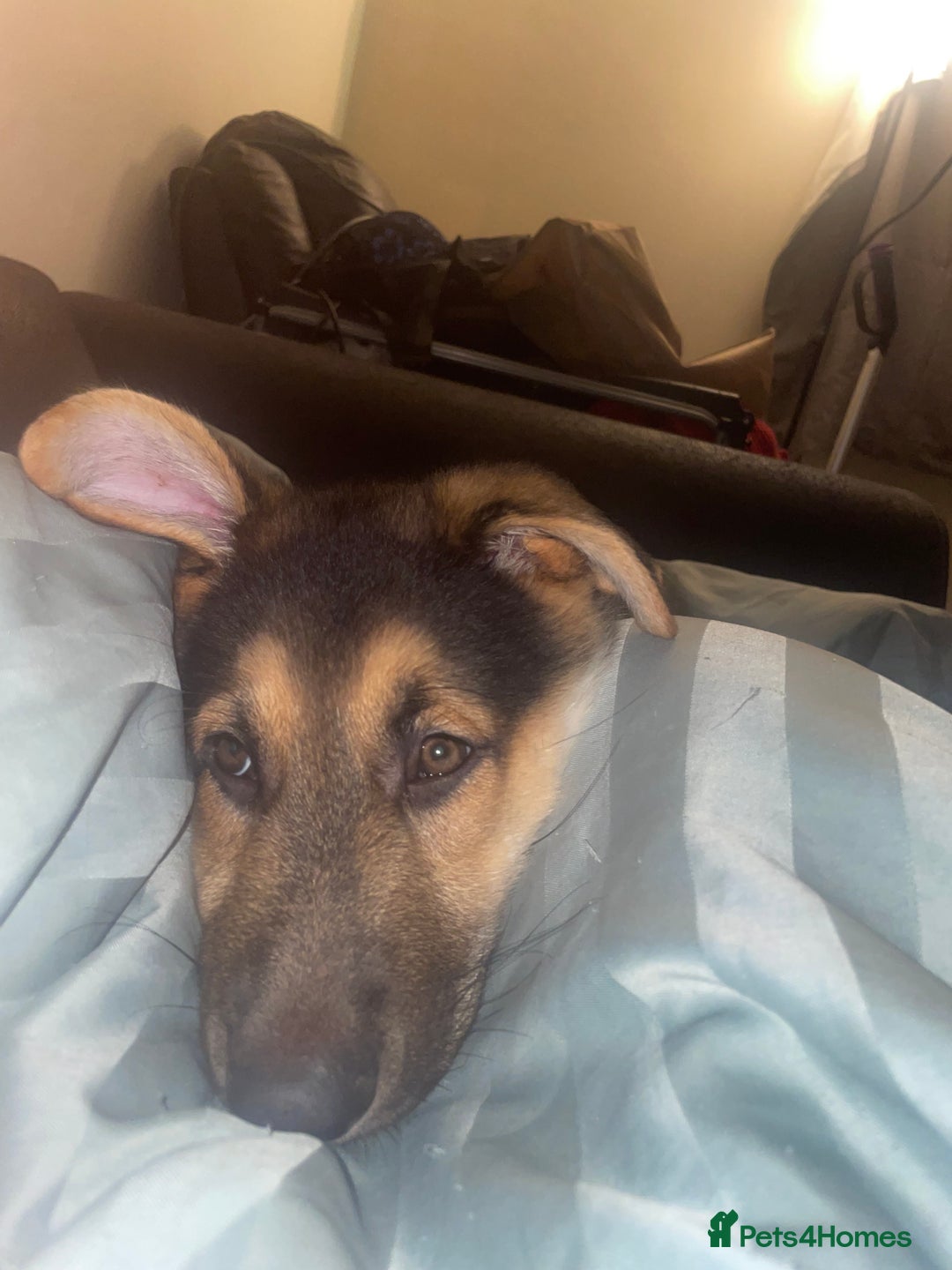 German Shepherd dogs for sale: 3 month old German shepherd  - Advert 3