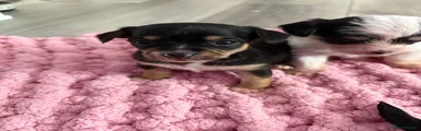 Mixed Breed Puppy 2