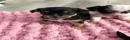 Mixed Breed dogs for sale: Chorkie pups  - Advert 7