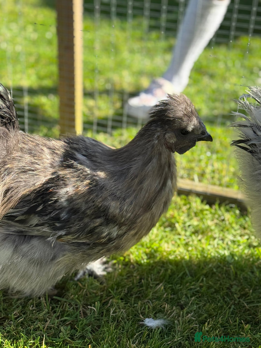 Chickens poultry for sale: Young silkies - 2 cockerels and one hen - Image 3