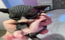Sphynx cats for sale: Gorgeous Male Mixed Sphynx Kitten  - Image 5