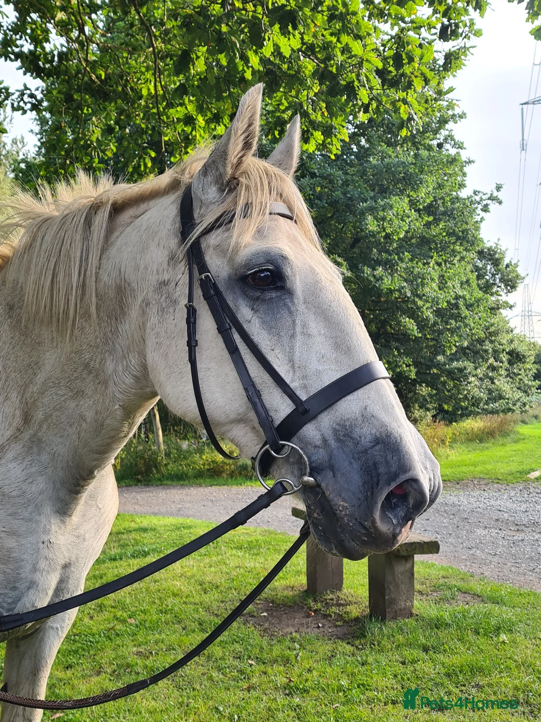 Irish Draught horses for sale: Companion/ happy hacker - Advert 1