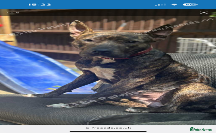 Mixed Breed dogs - Advert 2