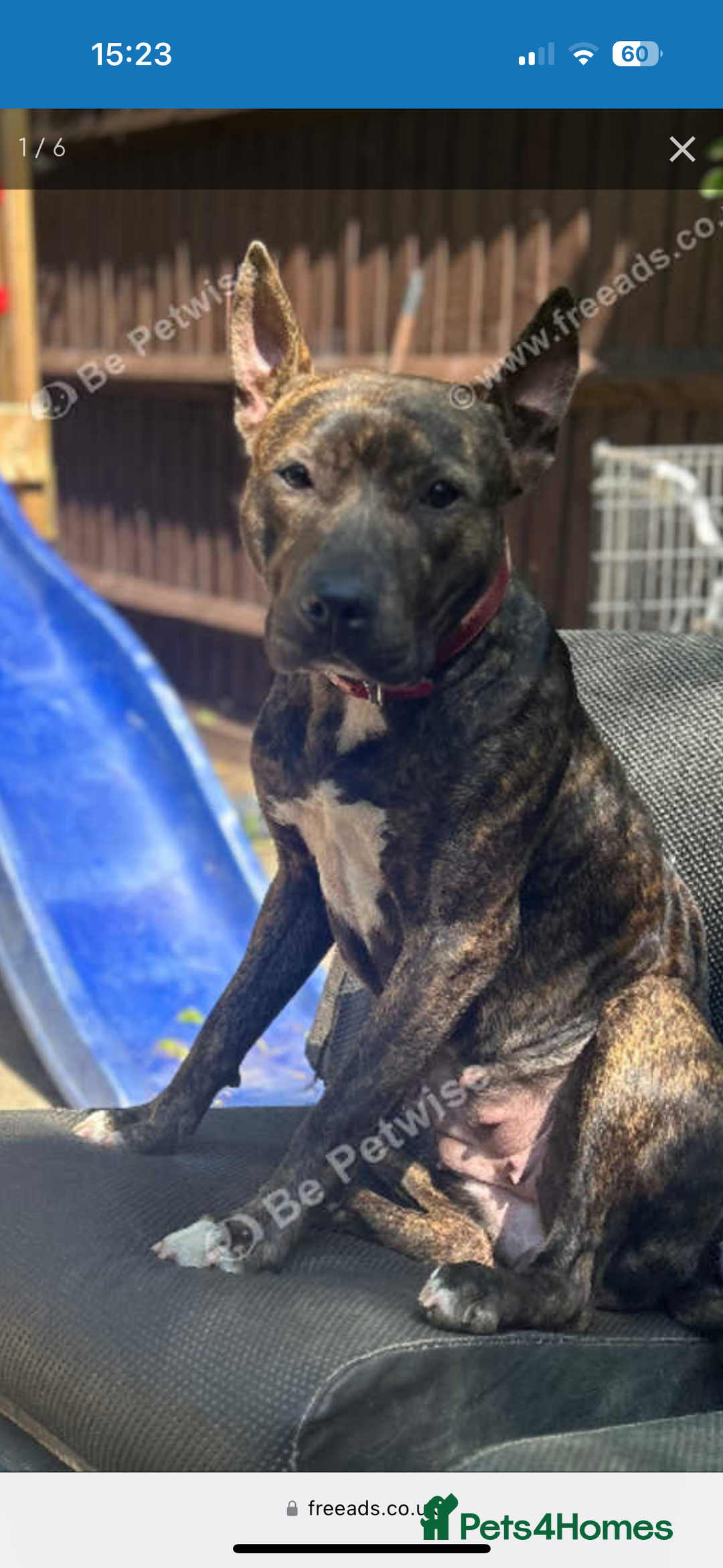 Mixed Breed dogs for sale: Bentley & Enzo  beautiful Staffadors 6 months - Image 1