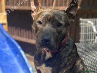 Mixed Breed dogs for sale - Advert 1