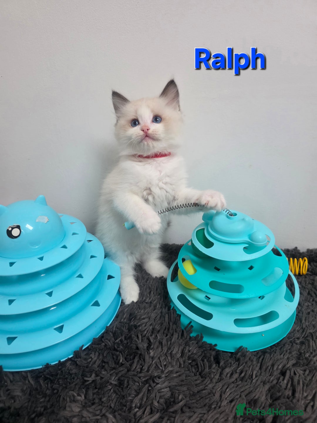 Ragdoll cats for sale: GCCF registered ragdoll kittens  - Advert 33