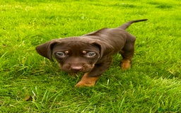 Rhodesian Ridgeback dogs for sale: Rhodesian Ridgeback puppies  - Image 3