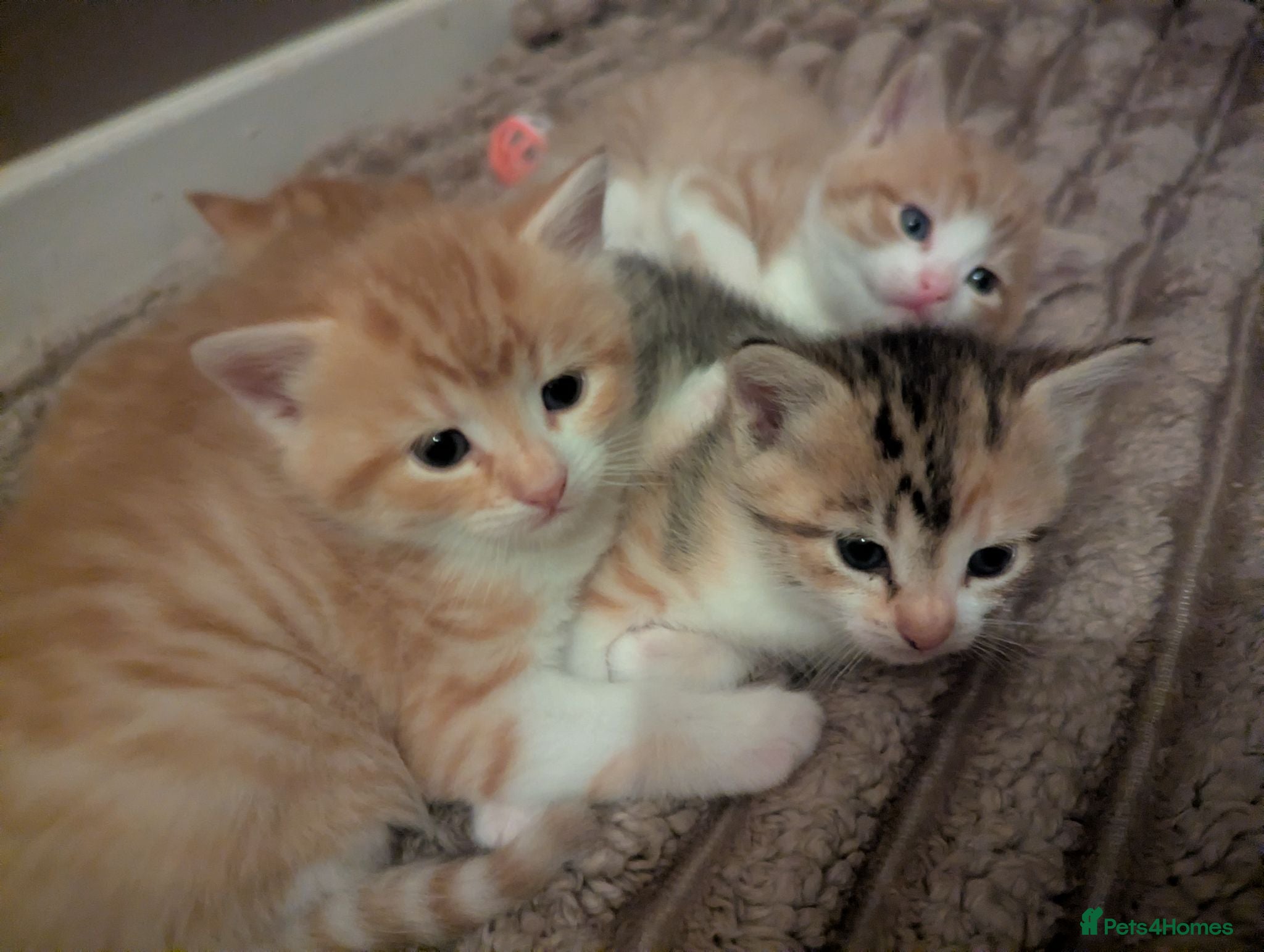 Turkish Van cats Beautiful little kittens  - Advert 1