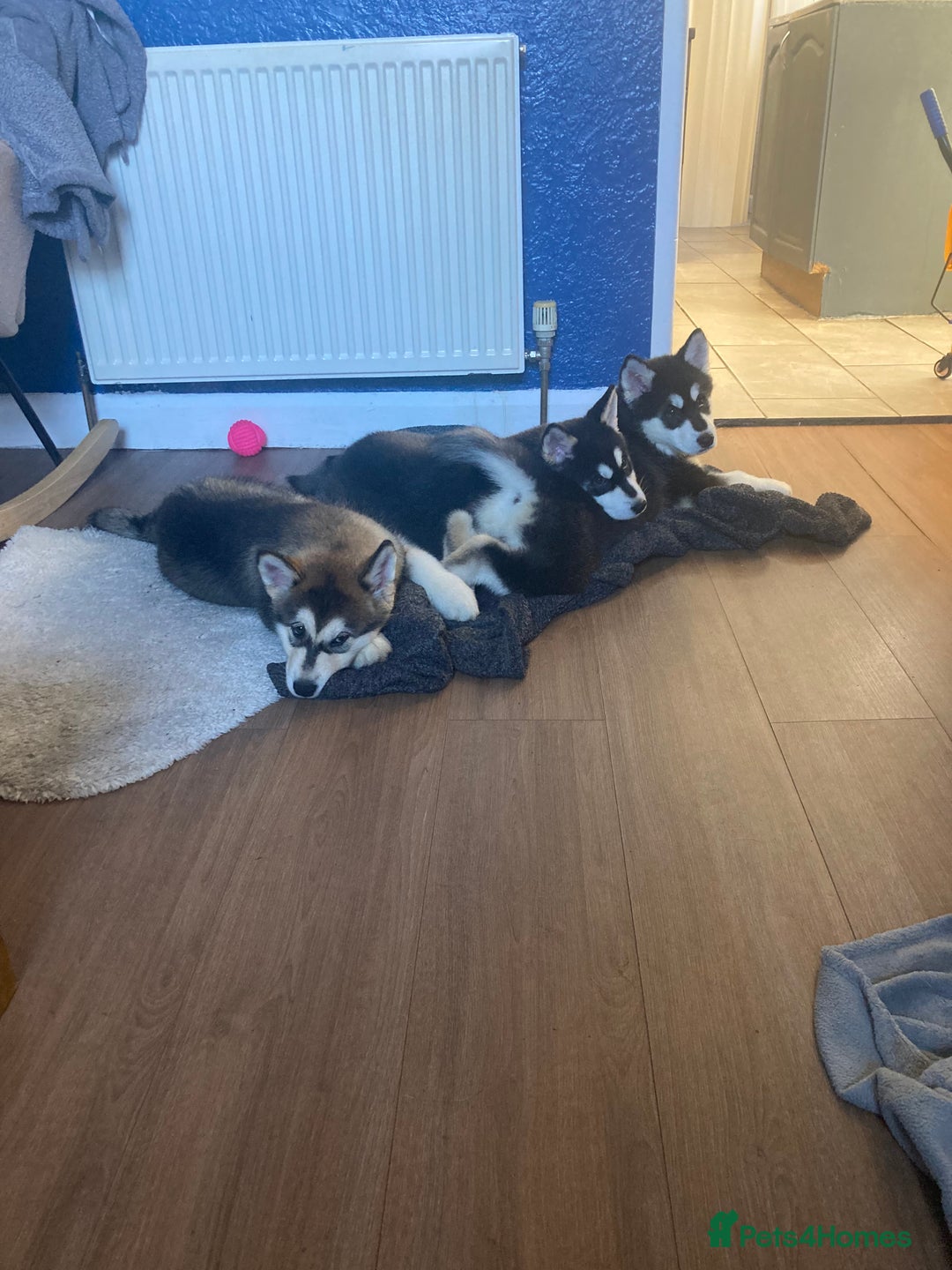 Alaskan Malamute dogs for sale: Alsaskan malamute puppies  - Advert 8