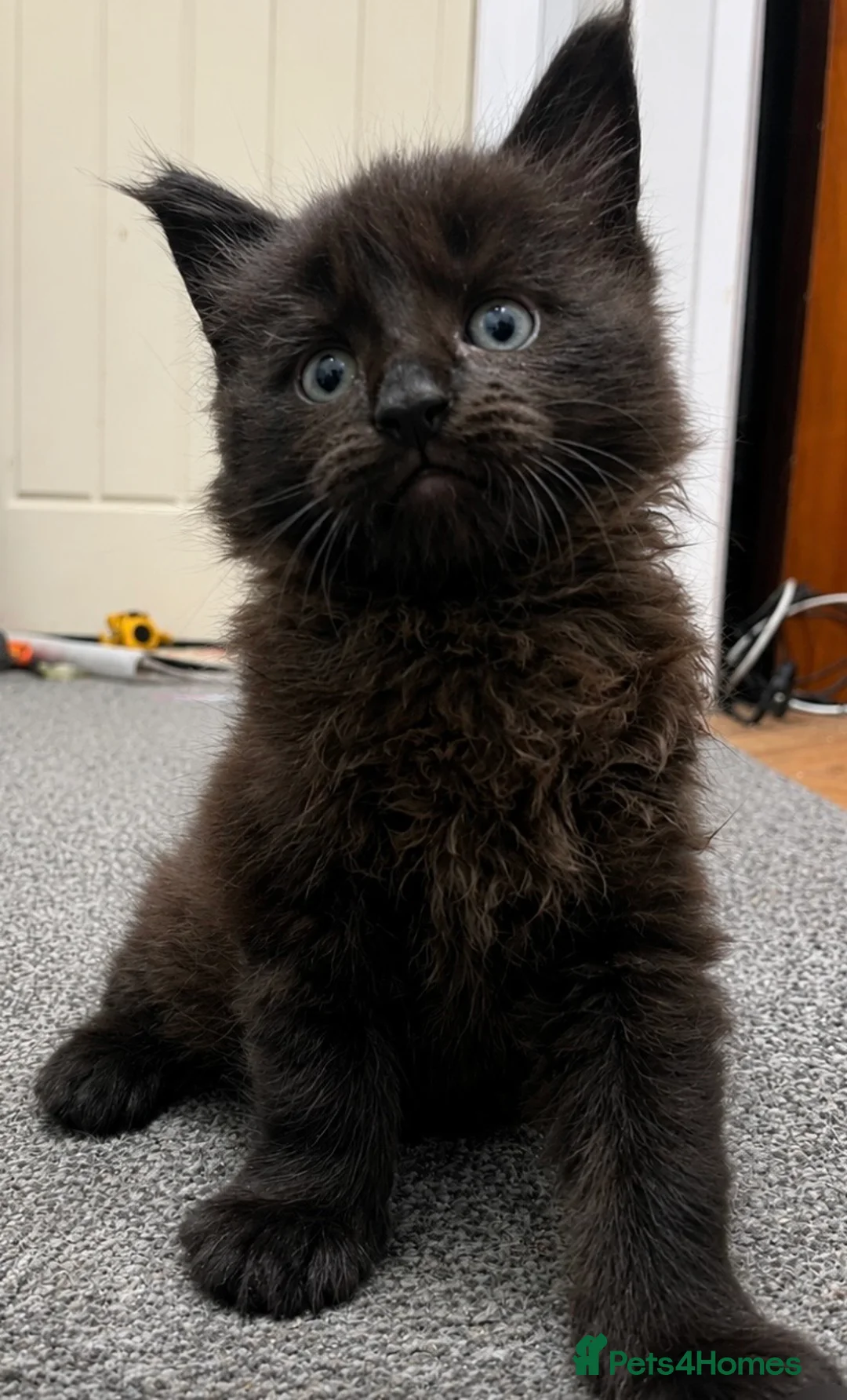 Maine Coon cats for sale: Main coon kittens - Advert 2