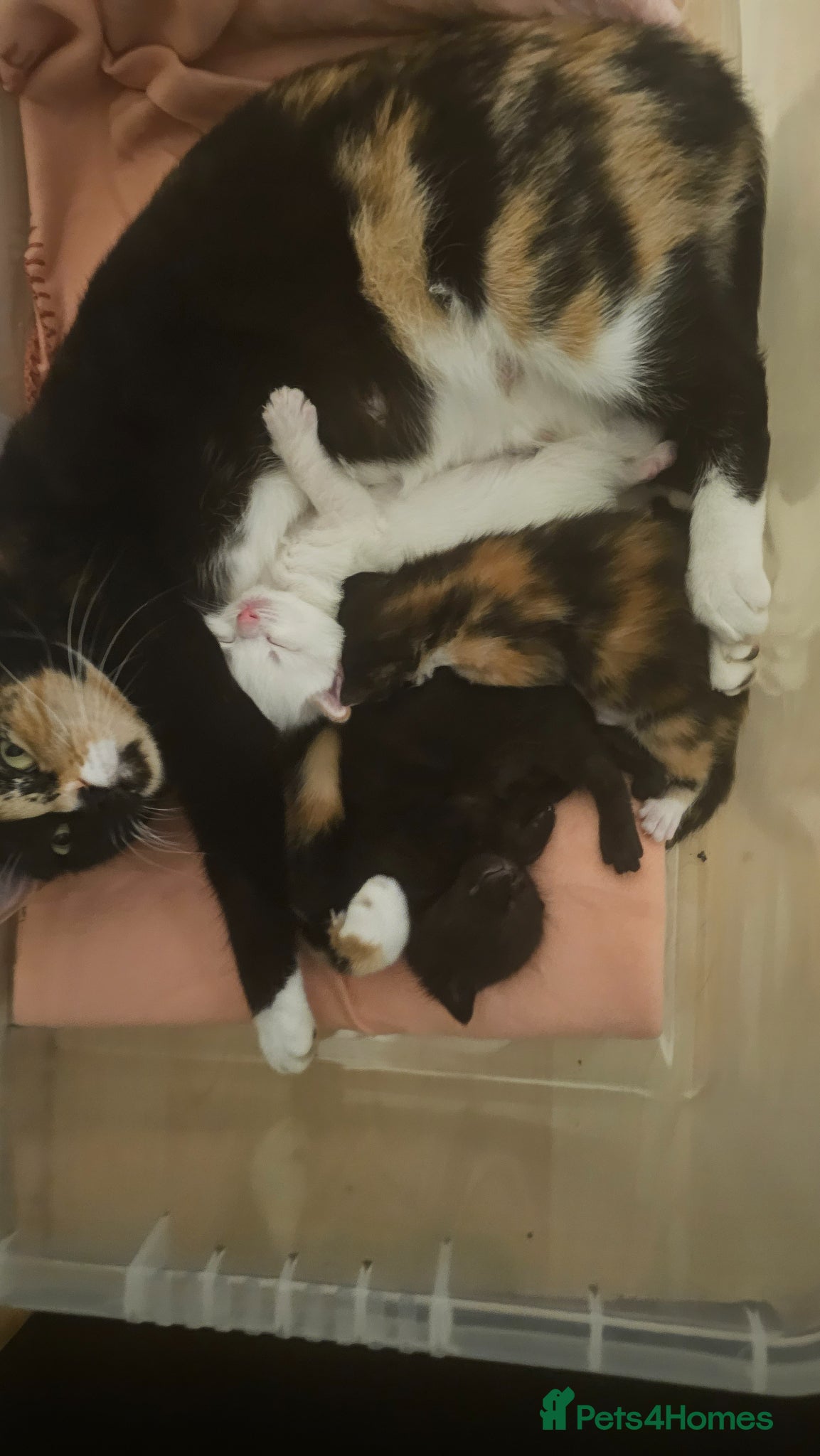 Mixed Breed cats 3 playful kittens - Advert 3