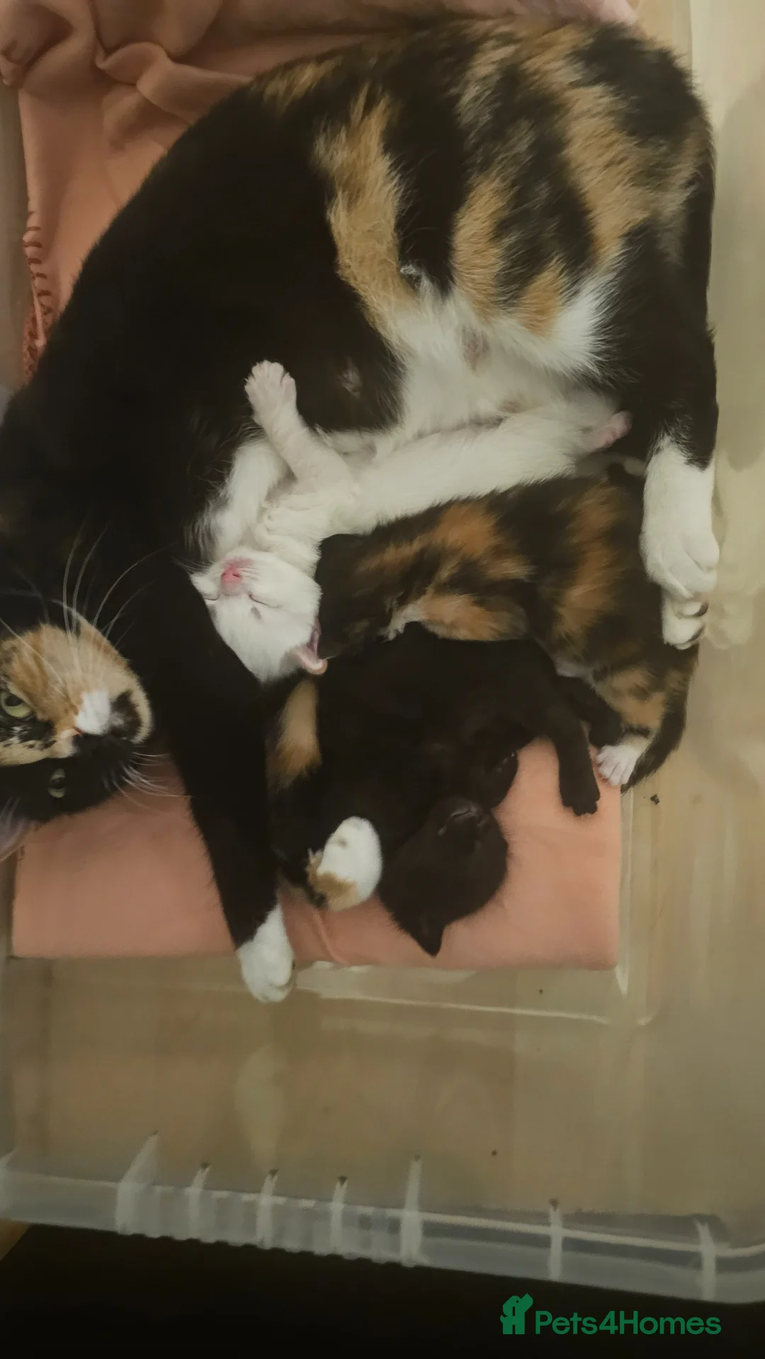 Mixed Breed cats for sale: 3 playful kittens - Advert 1