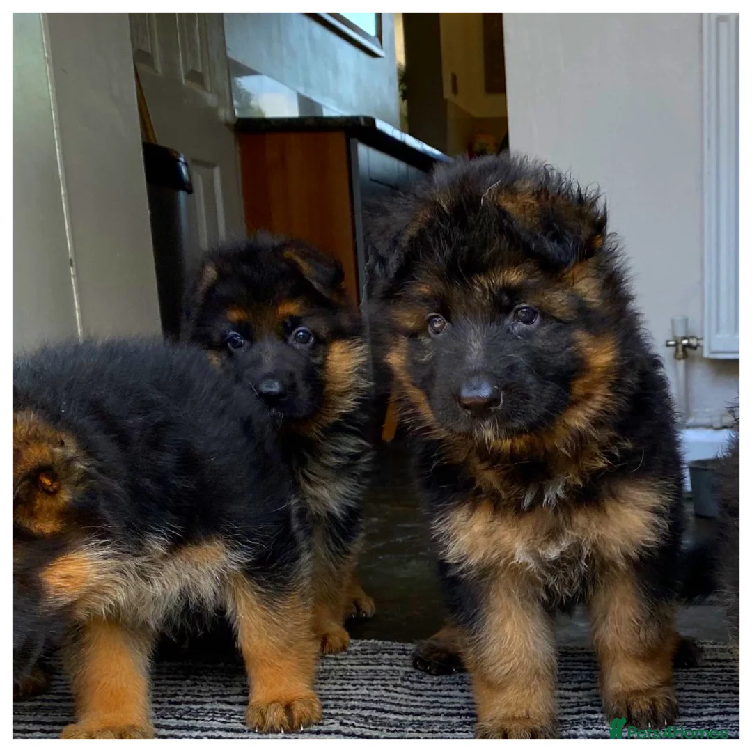 German Shepherd dogs for stud: KC REG FULLY HEALTH TESTED German Shepherd Stud in Macclesfield - Advert 23