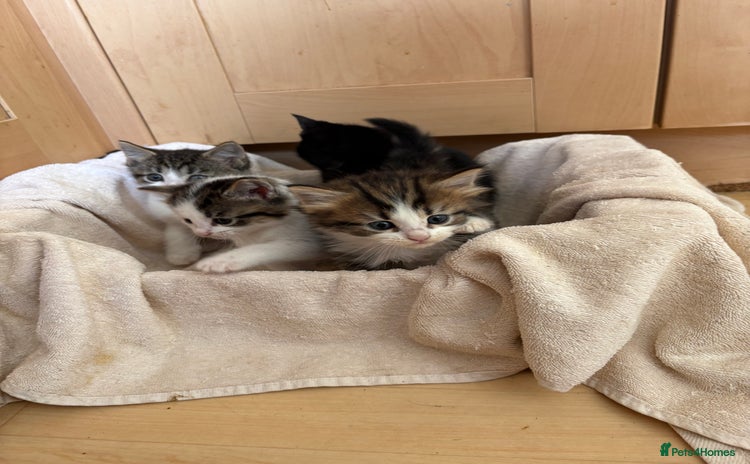 British Shorthair cats - Advert 13