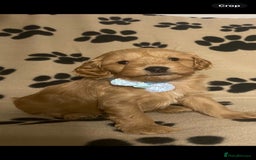 Cavapoochon dogs for sale: 6 Gorgeous Cavapoochon Puppies  - Image 2