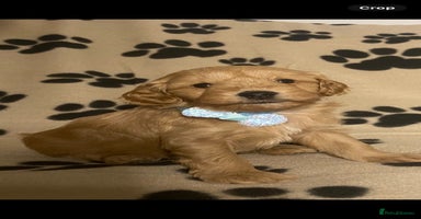Cavapoochon dogs - Advert 7