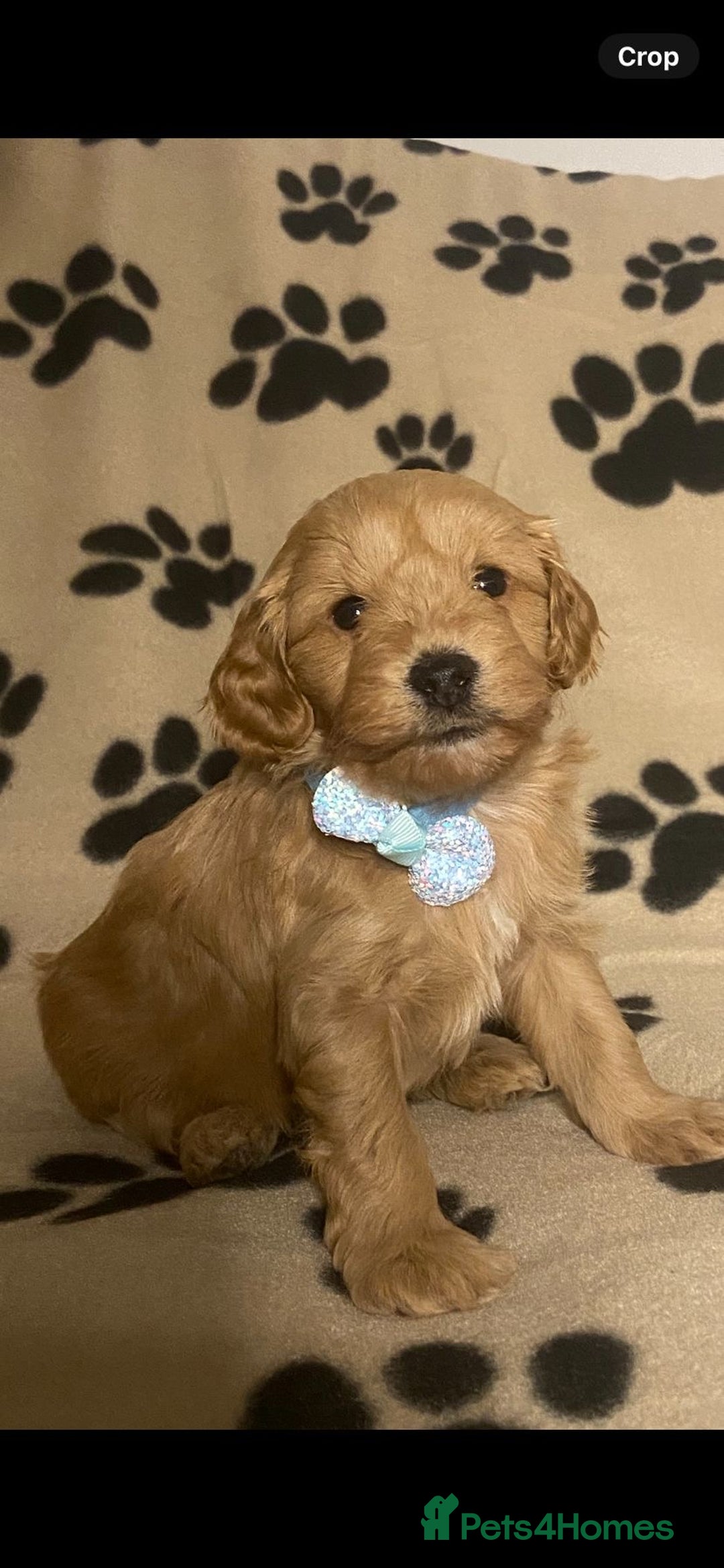 Cavapoochon dogs for sale: 6 Gorgeous Cavapoochon Puppies  - Image 2