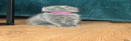 British Shorthair cats for sale: Blue BSH kittens looking new home - Advert 5